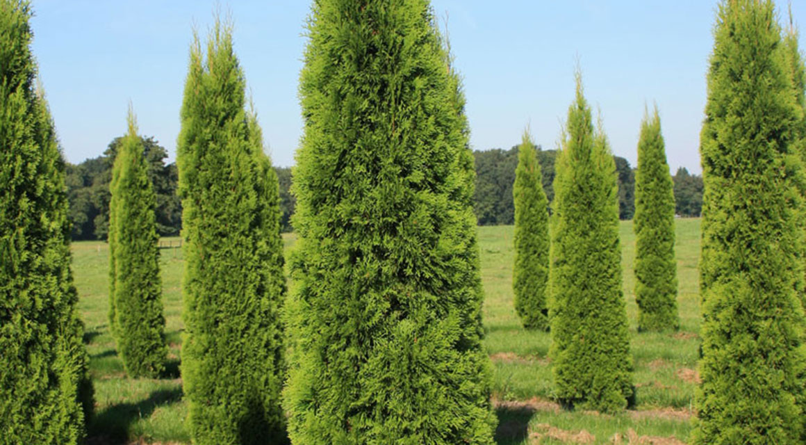 Was für eine Heckenpflanze ist die Thuja 'Smaragd'?