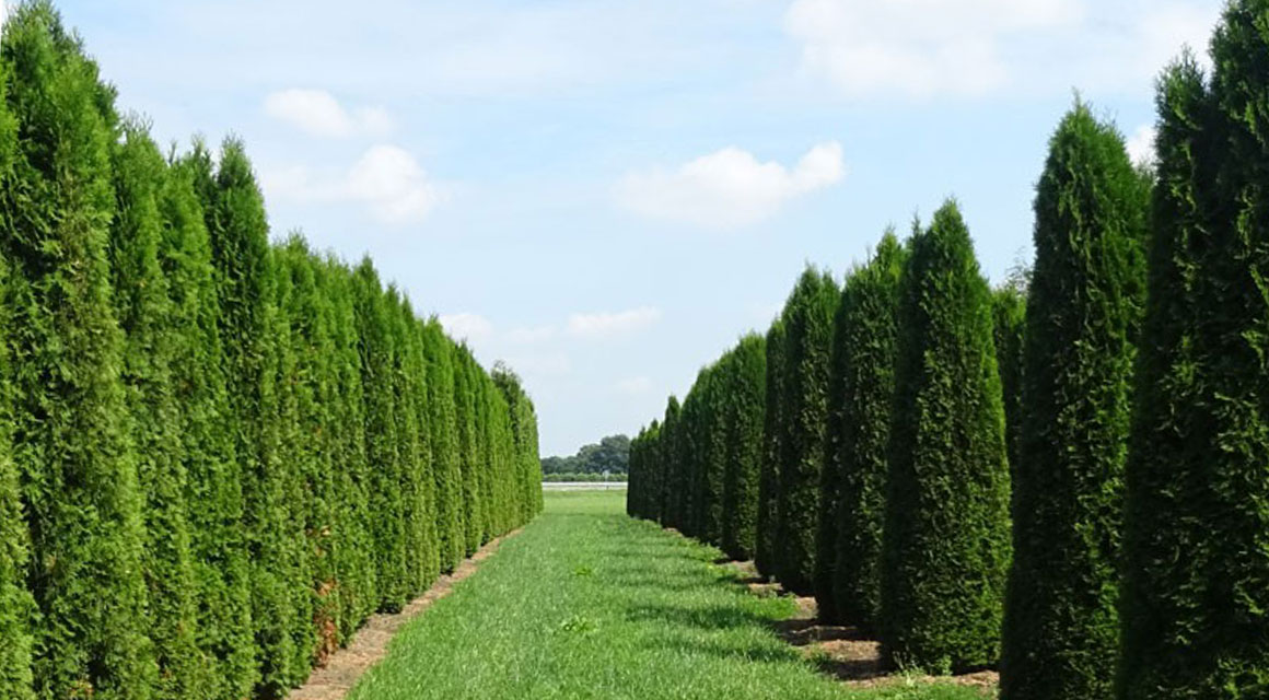 Thuja occidentalis 'Smaragd' als Fertighecke