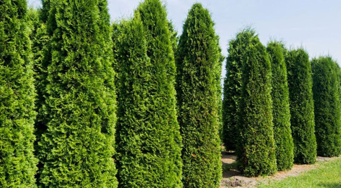 Thuja 'Smaragd': Pflege und Schnitt