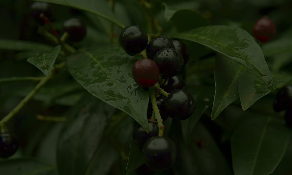 Gartenguide Lorbeerhecke