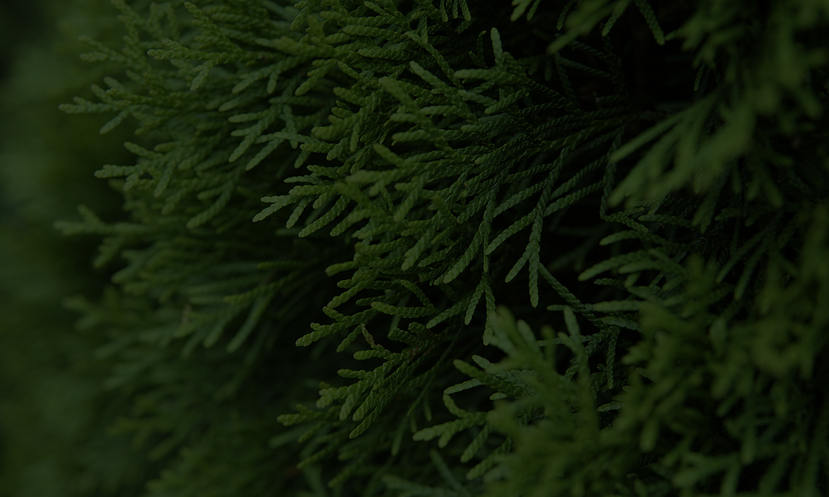 Gartenguide Thuja